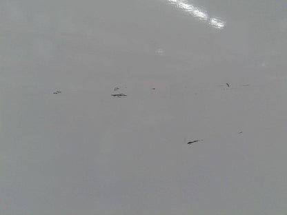 Thermo Scientific TSG45RPLA Double Door Laboratory Refrigerator 45Cf (2023)